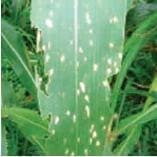 Mancha Por Phaeosphaeria Mancha Por Phaeosphaeria, enfermedades causadas por hongos