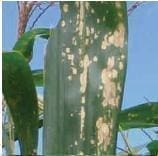 Mancha Por Phaeosphaeria Mancha Por Phaeosphaeria