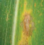 Mancha Zonada Mancha Zonada, enfermedades causadas por hongos