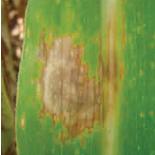 Mancha Zonada Mancha Zonada