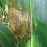 Mancha Zonada Mancha Zonada, enfermedades causadas por hongos