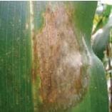 Mancha Zonada Mancha Zonada