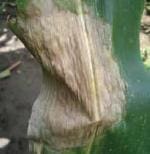 Mancha Zonada Mancha Zonada, enfermedades causadas por hongos