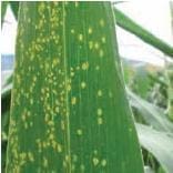 Mancha por Curvularia Mancha por Curvularia