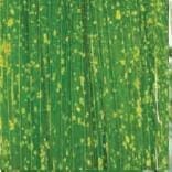 Mancha por Curvularia Mancha por Curvularia