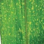 Mancha por Curvularia Mancha por Curvularia