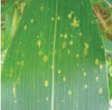 Mancha por Curvularia Mancha por Curvularia