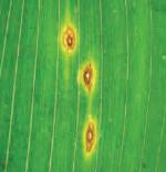 Mancha por Diplodia Mancha por Diplodia