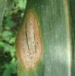 Mancha por Diplodia Mancha por Diplodia