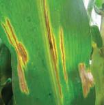 Mancha por Diplodia Mancha por Diplodia