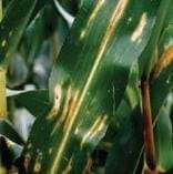 Mancha por Diplodia Mancha por Diplodia