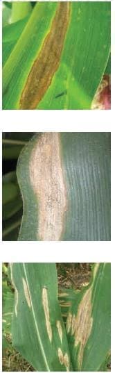 Manchas Foliares por Helminthosporium Manchas Foliares por Helminthosporium