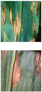 Manchas Foliares por Helminthosporium Manchas Foliares por Helminthosporium