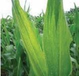 Mildeo Velloso Mildeo Velloso