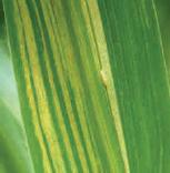 Mildeo Velloso Mildeo Velloso