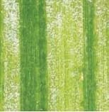 Mildeo Velloso Mildeo Velloso