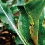 Pudrición Acuosa del Tallo