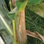 Pudrición Acuosa del Tallo