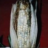 Pudrición Acuosa del Tallo