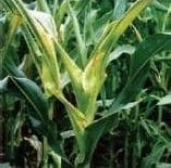 Pudrición Acuosa del Tallo