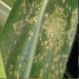 Roya Blanca Tropical Roya Blanca Tropical