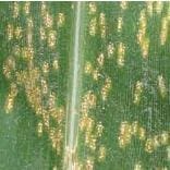 Roya Blanca Tropical Roya Blanca Tropical