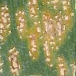 Roya Blanca Tropical Roya Blanca Tropical