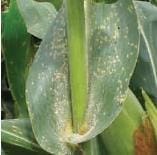 Roya Blanca Tropical Roya Blanca Tropical