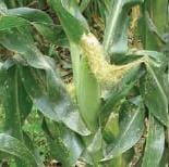 Roya Blanca Tropical Roya Blanca Tropical