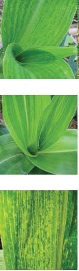 Virus del Mosaico del Enanismo