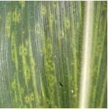 Virus del Mosaico del Enanismo Virus del Mosaico del Enanismo