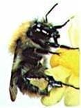 Abeja de la maracuya Abeja de la maracuya