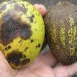 antracnosis del mango - Cultivo de Mango