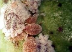 cochinillas cochinillas