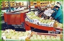 comercializacion chirimoya