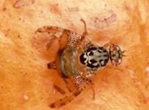 enfermedades chirimoya