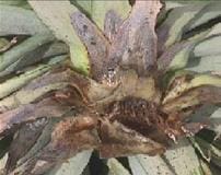 Podredumbre del corazón y las raíces