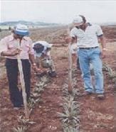 Fertilización de la piña