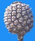 Fruto de la Piña Fruto de la Piña