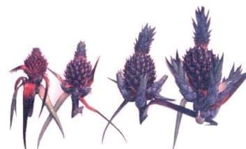 Crecimiento y desarrollo de la piña Crecimiento y desarrollo de la piña