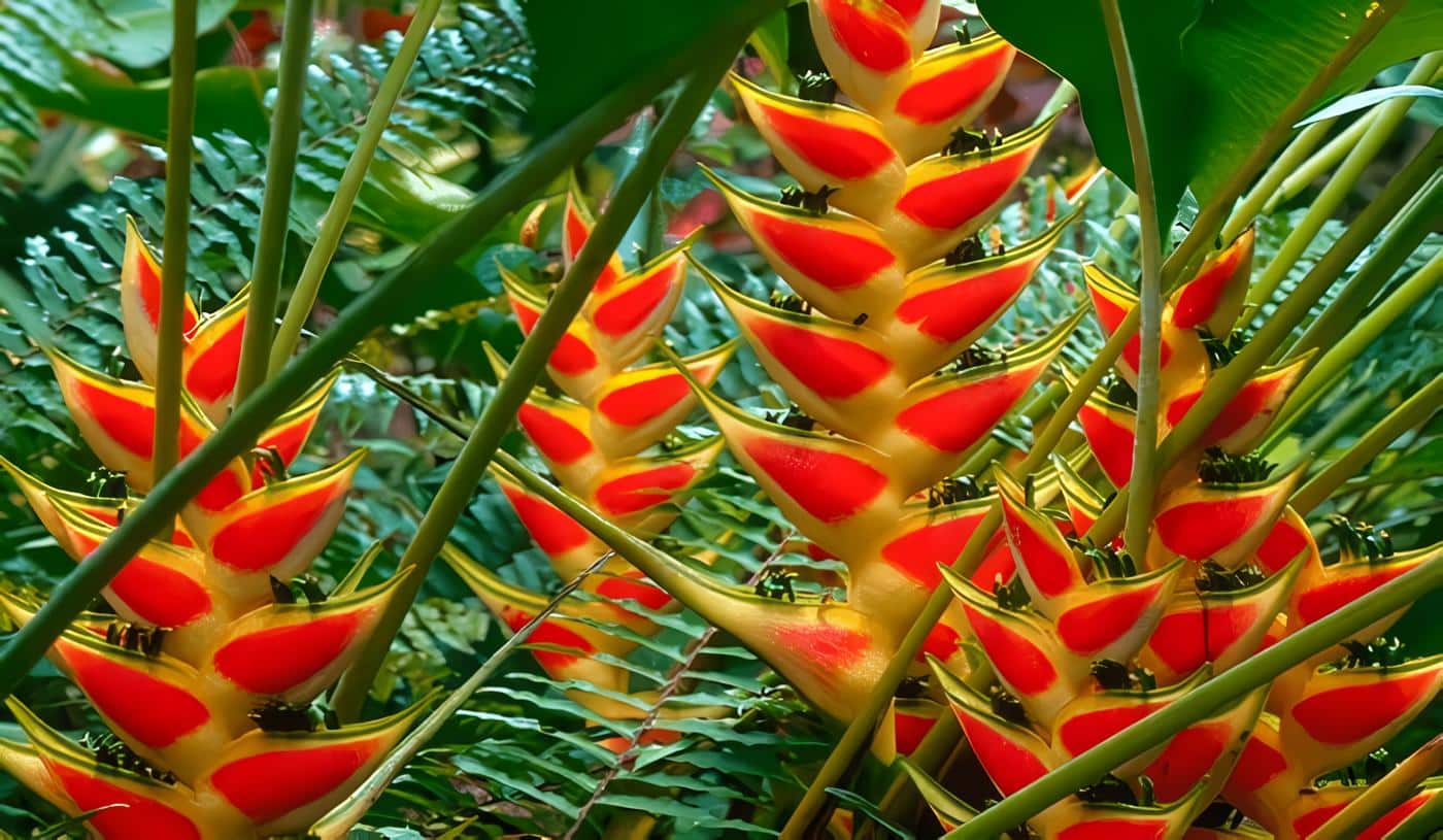heliconia floricultura