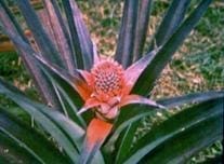 Flor de la piña Flor de la piña