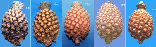 Cambio de color de la Piña - Maduración  Cambio de color de la Piña - Maduración