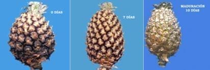 Influencia de temperatura en la piña Influencia de temperatura en la piña