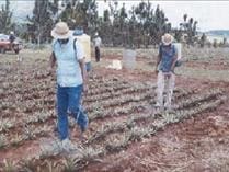 Maleza de la Piña Maleza de la Piña