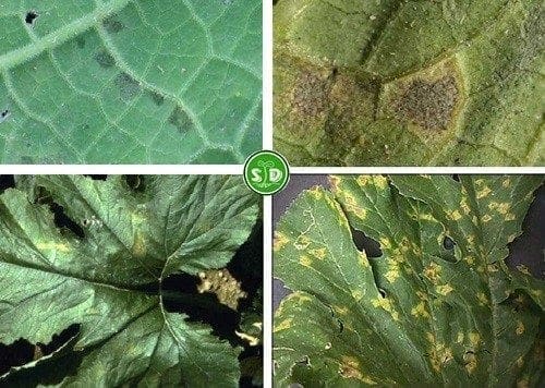 Mildeo Velloso Mildeo Velloso