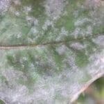 oidio del mango - Cultivo de Mango