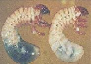 Gallina ciega, Phyllophaga menetriesi Gallina ciega, Phyllophaga menetriesi