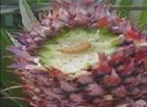 Gusano barrenador de la Piña Gusano barrenador de la Piña