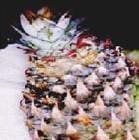 Fruto atacado por roedores